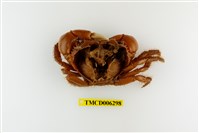 藏品(光手酋婦蟹)的圖片